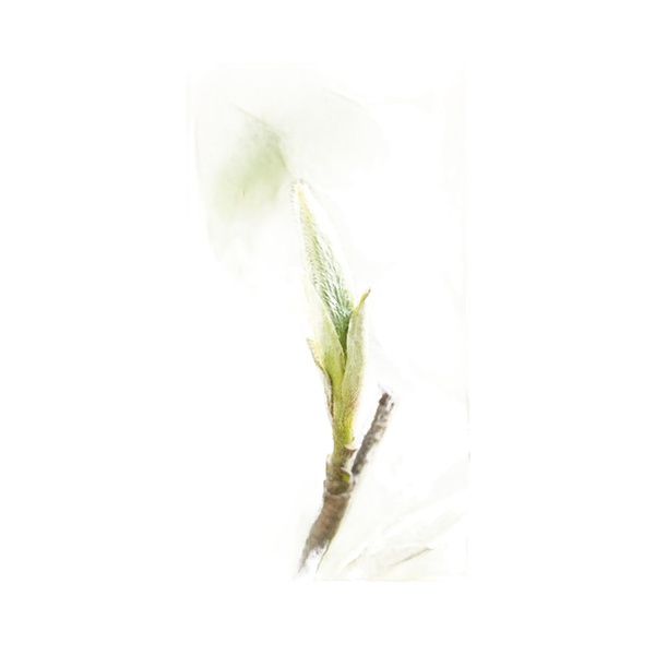 White Tea